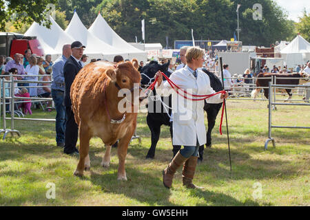 Rinder-Rassen (Bos sp.) Vordere Limousin gefolgt von Aberdeen Angus. Preis gewinnende Tiere. Fleischrassen. Stockfoto