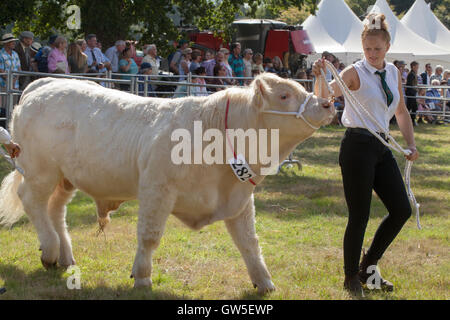 Charolais Bull (Bos Taurus), etwa um Handler in Ring für die Beurteilung der in Schritt bekommen. Aylsham jährliche Landwirtschaftsausstellung. Stockfoto