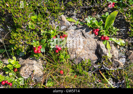 Preiselbeeren (Vaccinium Vitis-Idaea) Pflanze mit Beeren in den Schweizer Alpen. Stockfoto