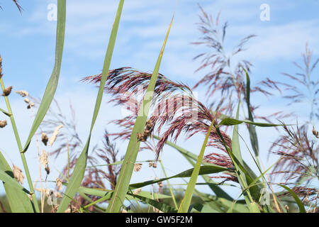 Norfolk Schilfrohr (Phragmites Australis). Samenkorn-Köpfe oder Rispen. August. Calthorpe. Norfolk. VEREINIGTES KÖNIGREICH. Stockfoto