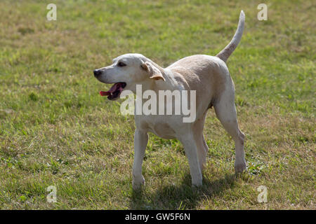 Harrier (Canis Lupus Familiaris). Pack Hund gezüchtet, um braune Hasen (Lepus Europaeus) im Feld zu jagen. Stockfoto