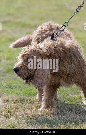 Nerz-Hund (Canis Lupus Familiaris); den letzten Neuzüchtung abgeleitet vom ehemaligen Otterhounds eingeführten amerikanischen Nerz aufzuspüren. Stockfoto