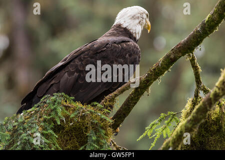 Weißkopf-Seeadler in einem Baum. Stockfoto