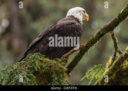 Weißkopf-Seeadler in einem Baum. Stockfoto