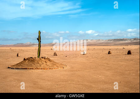 Die einzige Pflanze für viele Kilometer in der Wüste Region von Tacna, Peru Stockfoto