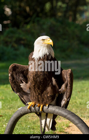 Weißkopf-Seeadler (Haliaeetus Leucocephalus) ist eine nordamerikanische Greifvogel in Gefangenschaft, Falknerei Vogel für die Jagd ausgebildet Stockfoto