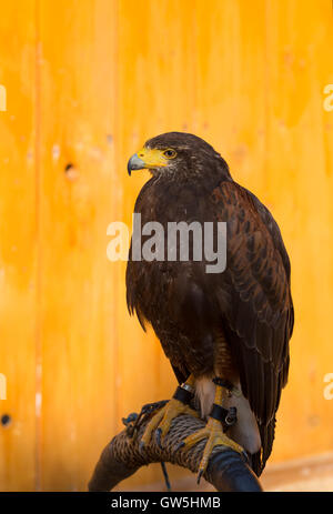 Der Harris Hawk oder Harris Hawk (Parabuteo Unicinctus) früher bekannt als die Bay-winged Hawk oder Altrosa Hawk. in Gefangenschaft, Falco Stockfoto