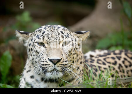 Kopf Porträt des persischen Leoparden (Panthera Pardus Saxicolor), bekannt als der kaukasische leopard Stockfoto