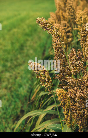 Kultivierten Hirse Feld, eine wichtige Kultur weltweit, verwendet für Lebensmittel, Futtermittel und Biokraftstoffe. Stockfoto