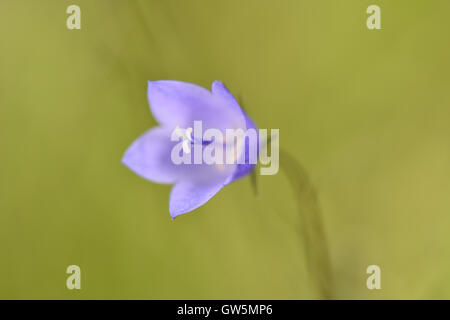 - Campanula rotundifolia Stockfoto