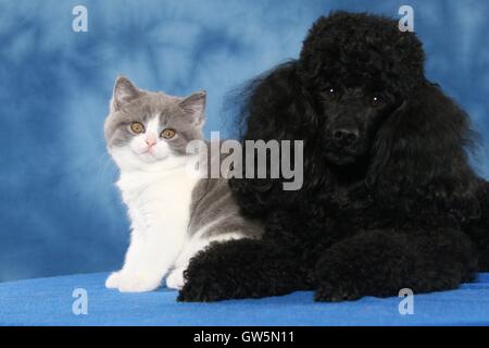 Zwergpudel und Kätzchen Stockfoto