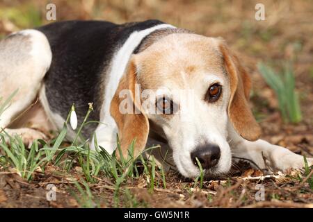 Beagle liegend Stockfoto