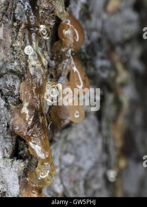 Kunstharz Gießen nach unten Baum Stamm hautnah. Stockfoto