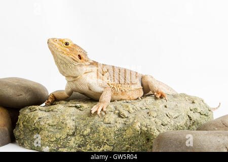 Bartagame auf weißem Hintergrund. Eidechse, die isoliert auf weißem Hintergrund Stockfoto