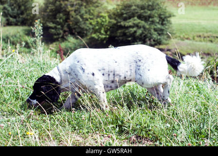 Spaniel, Field Spaniel, Sprocker, Arbeit, Jagd, Stockfoto