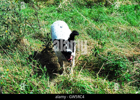 Spaniel, Field Spaniel, Sprocker, Arbeit, Jagd, Stockfoto