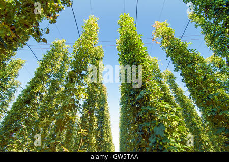 Grünen Hopfen Plantage mit blauen Himmel oben Stockfoto