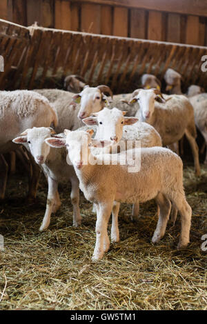 Drei neugierig Lämmer schaut uns in den Schafstall mit ihren Müttern hinter Stockfoto