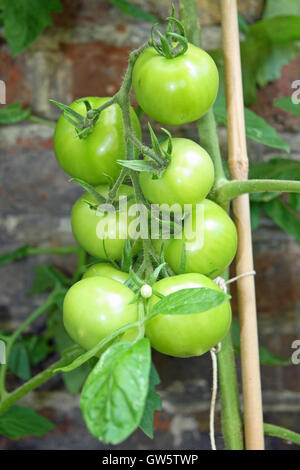 "Moneymaker" Tomaten Reifen an den Rebstöcken im September in England Stockfoto