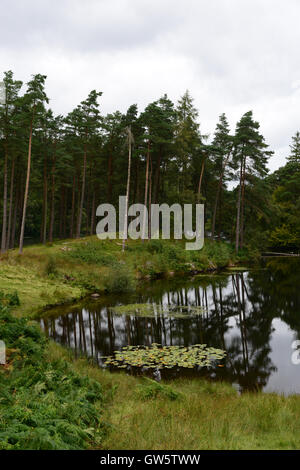 Ansicht des Tarn Hows in der Seenplatte, Cumbria, England. Stockfoto