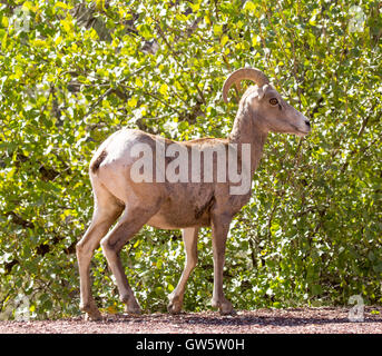Wüste Bighorn Sheep - Ovis Canadensis Nelson. Zion Nationalpark, Utah, USA Stockfoto