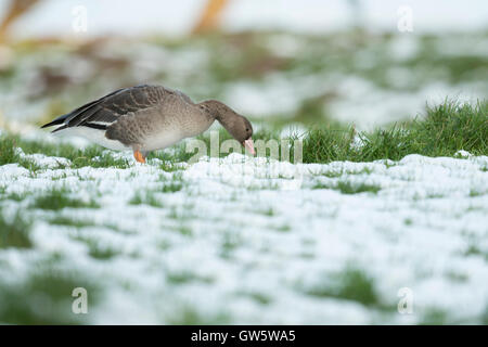 Weiß – Anser Gans / Blaessgaense (Anser Albifrons), arktische Gänse, einzelne Vogel, grasen auf einer Wiese im Winter, Tierwelt. Stockfoto
