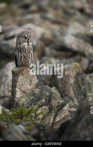 Großen grau-Eule / Bartkauz (Strix Nebulosa) thront auf einem exponierten Felsen in seinem typischen offenen Lebensraum, Tiefland, felsigem Gelände. Stockfoto