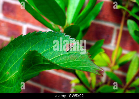 MINZE-MOTTE Stockfoto