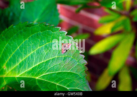 MINZE-MOTTE Stockfoto