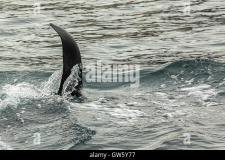 Schwertwal - Orcinus Orca im Pazifischen Ozean. Wasserfläche in der Nähe von Kamtschatka. Stockfoto