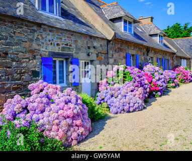 Bunte Hortensien Blumen schmücken die traditionellen Steinhäuser in einem kleinen Dorf, Bretagne, Frankreich Stockfoto