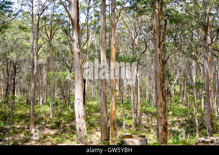 Üppige hohen Karri-Wald im Boranup Wald mit dunkelgrünem Laub in Boranup, Western Australia. Stockfoto