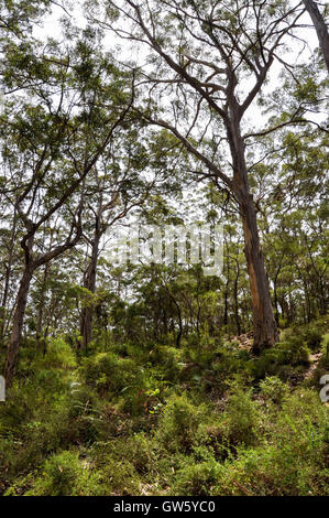 Üppige hohen Karri-Wald im Boranup Wald mit dunkelgrünem Laub in Boranup, Western Australia. Stockfoto