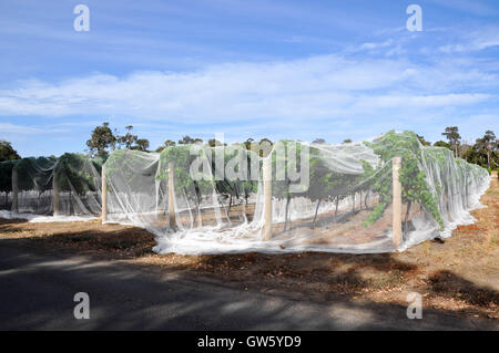 Weingut Zeilen die Rebe Kappe bedeckt in weißer Vogel Netting unter blauem Himmel mit Wolken in Western Australia Stockfoto