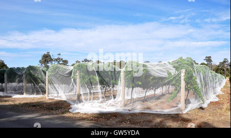 Weingut Zeilen die Rebe Kappe bedeckt in weißer Vogel Netting unter blauem Himmel mit Wolken in Western Australia Stockfoto