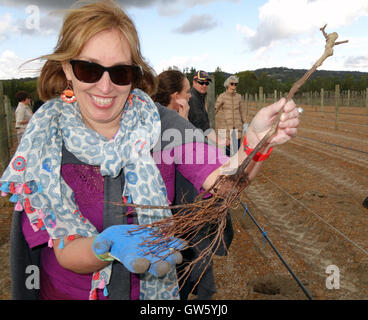 Frau bereit, veredelten Reben im Weinberg, Swan Valley, Perth, Western Australia zu Pflanzen. Weder Herr PR Stockfoto