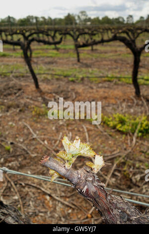 Frühling Sprossung auf Verdelho Traube Wein im Weingut, Swan Valley, Perth, Western Australia. Keine PR Stockfoto