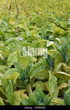 Plantage der Tabakpflanze, Nicotiana Tabacum. Saõ Island, Azoren