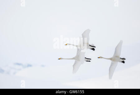 Drei Singschwäne fliegen zusammen, Gällivare, Schwedisch-Lappland, Schweden Stockfoto