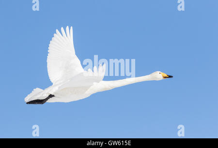 Singschwan fliegen in klaren, blauen Himmel, Gällivare-Schwedisch-Lappland, Schweden Stockfoto