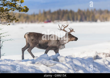 Rentiere Wandern im Schnee, die auf der Suche nach Essen, Sonne und Himmel ist blau, Gällivare, Schwedisch Lappland, Schweden Stockfoto