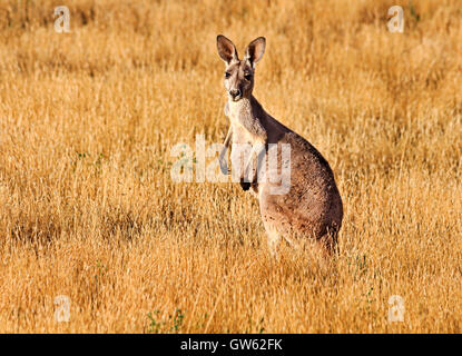 Hoch stehend braun Känguru in der Mitte des gelben Grases outback Plain of South Australia Stockfoto