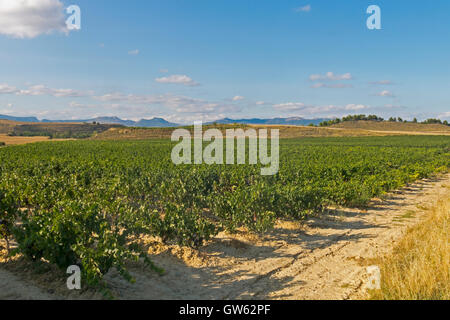La Rioja Weinberg Felder durch den Jakobsweg in Logrono Stockfoto