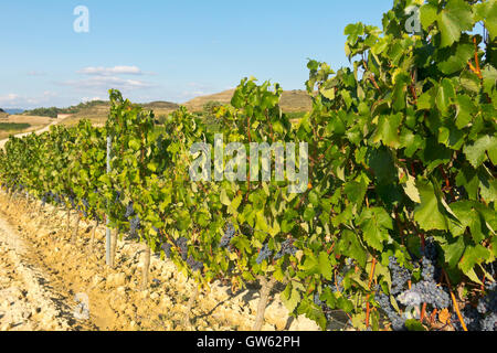 La Rioja Weinberg Felder durch den Jakobsweg in Logrono Stockfoto