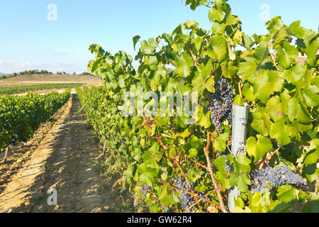 La Rioja Weinberg Felder durch den Jakobsweg in Logrono Stockfoto