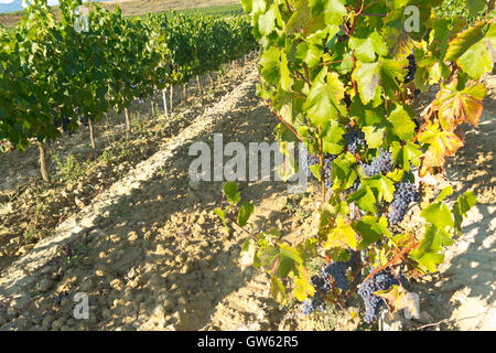 La Rioja Weinberg Felder durch den Jakobsweg in Logrono Stockfoto