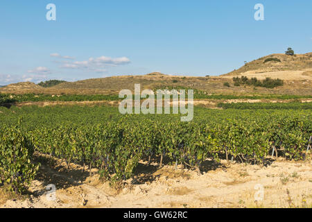 La Rioja Weinberg Felder durch den Jakobsweg in Logrono Stockfoto