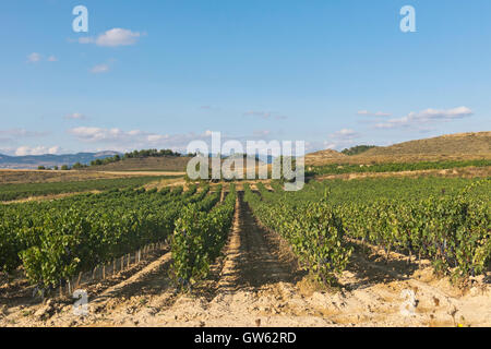 La Rioja Weinberg Felder durch den Jakobsweg in Logrono Stockfoto