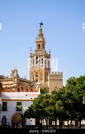 Der Glockenturm Giralda der Kathedrale von Sevilla, gesehen vom Plaza del Patio de Banderas, Andalusien, Südspanien Stockfoto