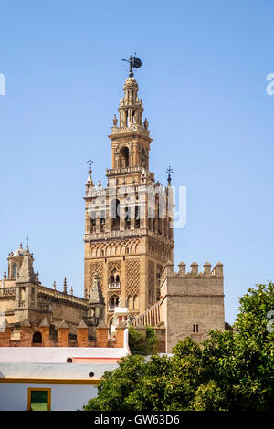 Der Glockenturm Giralda der Kathedrale von Sevilla, vom Plaza del Patio de Banderas, Andalusien, Südspanien Stockfoto